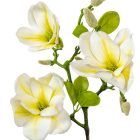 Magnólia ág gumi 3v. krém M55cm 12db/#