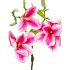 Magnólia ág gumi 3v. mix M55cm 12db/#