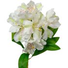 Asztromeria ág 6v. krém M60cm 24db/#