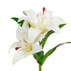 Liliom ág 2v. gumi M36cm 36db/#