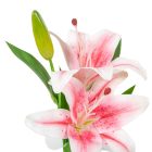 Liliom ág 2v. gumi M36cm 36db/#