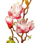 Magnólia ág polifoam 3v. M78cm 24db/#