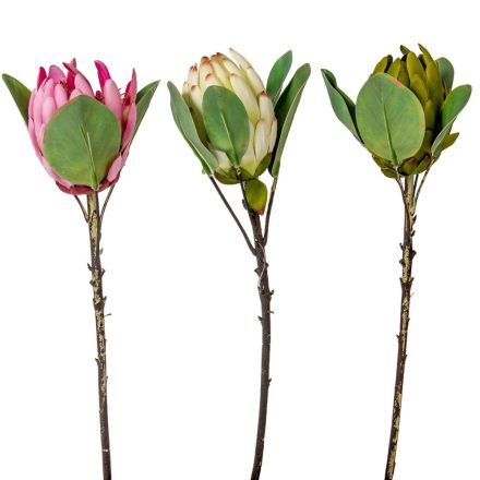 Protea ág mix M52cm 24db/#