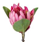 Protea ág mix M52cm 24db/#