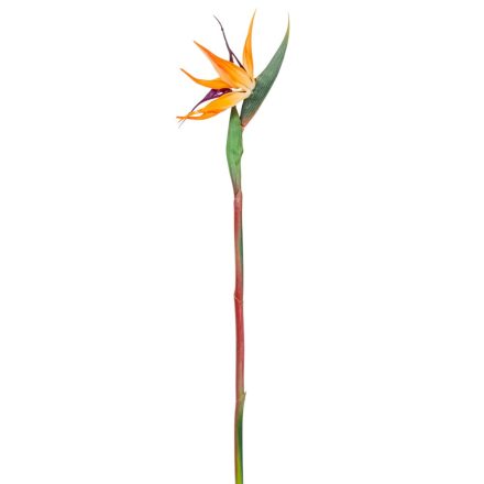 Strelitzia M60cm 24db/#