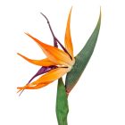 Strelitzia M60cm 24db/#