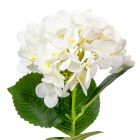 Hortenzia szálas gumi krém M67cm 24db/#