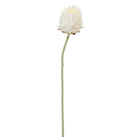 Protea szálas krém M62cm 24db/#