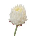 Protea szálas krém M62cm 24db/#