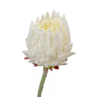 Protea szálas krém M62cm 24db/#