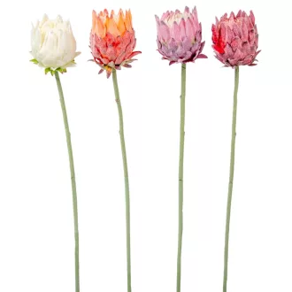 Protea szálas mix M62cm 24db/#