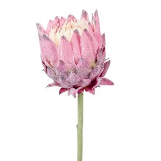 Protea szálas mix M62cm 24db/#