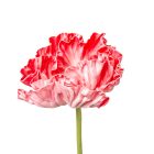 Pipacs szálas gumi M72cm 30db/#