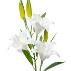 Liliom ág 3v. gumi krém M80cm 20db/#