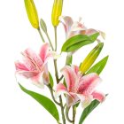 Liliom ág 3v. gumi mix M80cm 20db/#