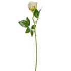Rózsa szálas krém M50cm 72db/#