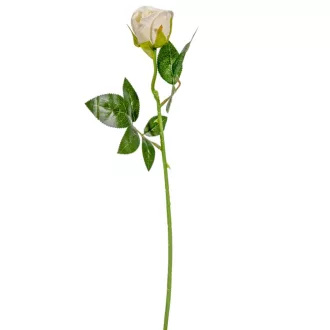 Rózsa szálas krém M50cm 72db/#