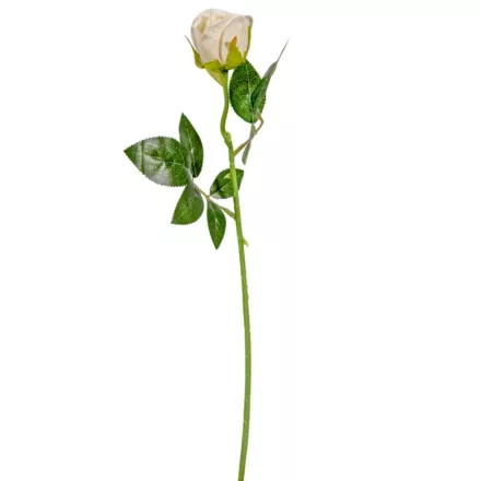 Rózsa szálas krém M50cm 72db/#