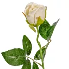 Rózsa szálas krém M50cm 72db/#