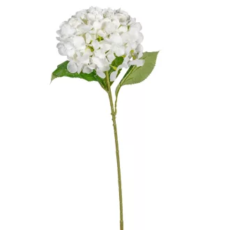 Hortenzia szálas krém Mcm 24db/#