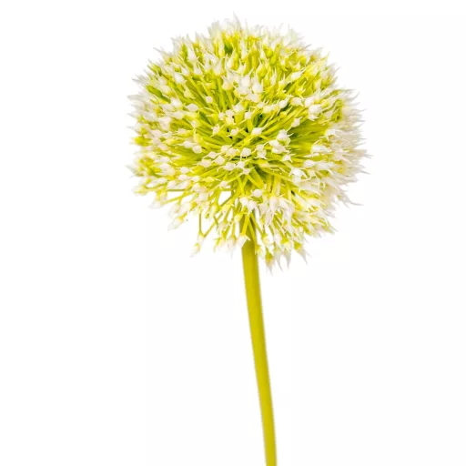 Hagymavirág szálas M49cm 72db/#