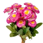 Szászorszép kötegelt 9 szál M32cm 100db/#