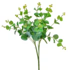 Eukaliptusz bokor 16ágú M48cm 30db/#