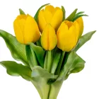 Tulipán köteg gumi 7v. M28cm 12db/#