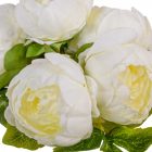 Peónia csokor 6v. krém M28cm 30db/#