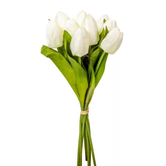 Tulipán köteg  9v. krém M40cm 24db/#