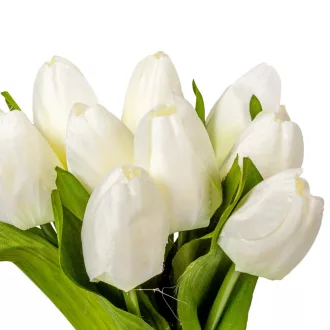 Tulipán köteg  9v. krém M40cm 24db/#