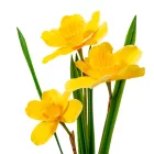 Nárcisz ág 3v. gumi M40cm 12db/#