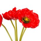 Pipacs köteg gumi 7v. M34cm 24db/#