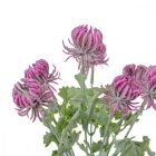 Bogáncs csokor 7v. mix M32cm mix 24db/#