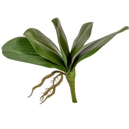 Orchidea levél gyökérrel M18cm