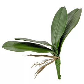 Orchidea levél gyökérel M20cm
