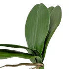 Orchidea levél gyökérel M20cm