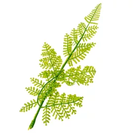 Páfrány levél gumi 23cm 48db/csom