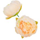 Peónia virágfej D8cm 12db/csom barack 925A