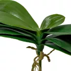 Orchidea levél M18cm