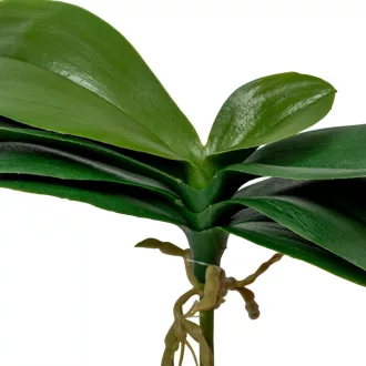Orchidea levél M18cm