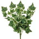 Futó borostyán M53cm