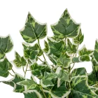 Futó borostyán M53cm