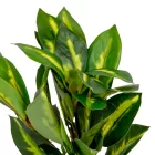 Bokor cserepezhető M24cm