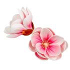 Magnólia virágfej polifoam D10cm 12db/csom