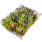 Orchidea virágfej polifoam D10cm zöld 24db/csom