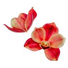 Orchidea virágfej polifoam D10cm salmon 24db/csom