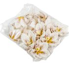 Orchidea virágfej polifoam D10cm fehér 24db/csom