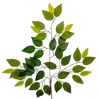 Fikusz ág M58cm 12db/köteg