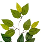 Fikusz ág M58cm 12db/köteg